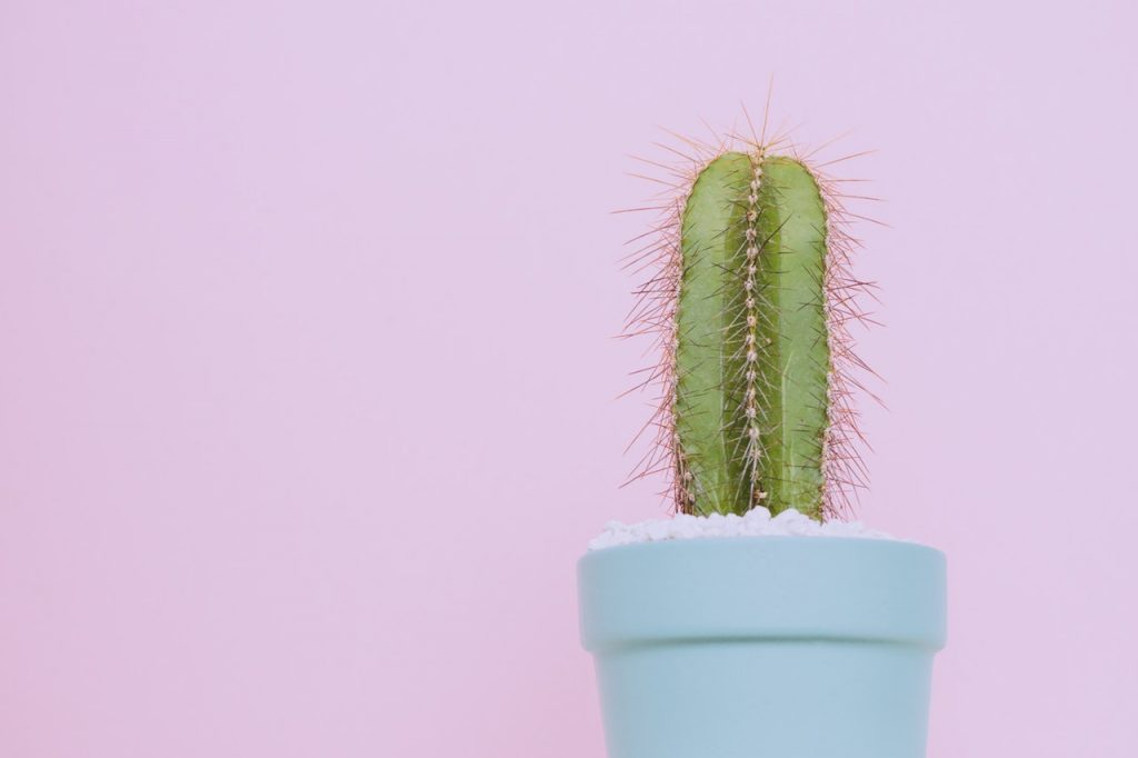 What it Means to Have a “Prickly” Demeanor